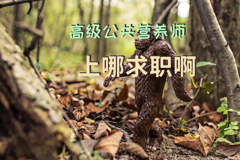 高级公共营养师上哪求职啊