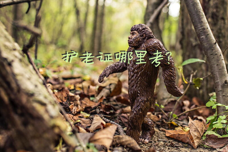 护老证哪里考？