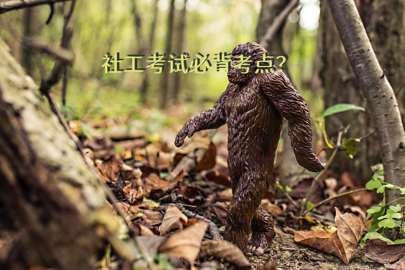 社工考试必背考点？