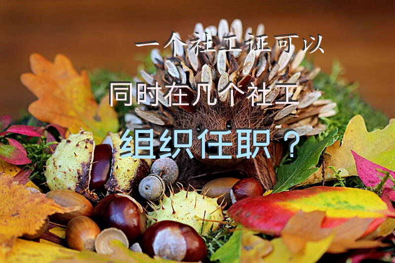 一个社工证可以同时在几个社工组织任职？